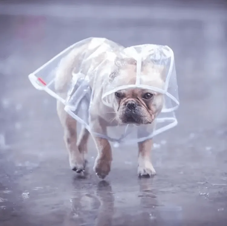 1pc Transparent Hooded Pet Raincoat – Waterproof Plastic Poncho for Small Dogs & Puppies – Outdoor Clothes & Accessories for Rainy Days