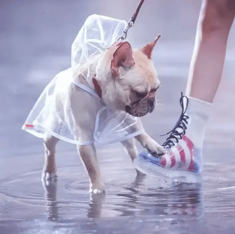 1pc Transparent Hooded Pet Raincoat – Waterproof Plastic Poncho for Small Dogs & Puppies – Outdoor Clothes & Accessories for Rainy Days