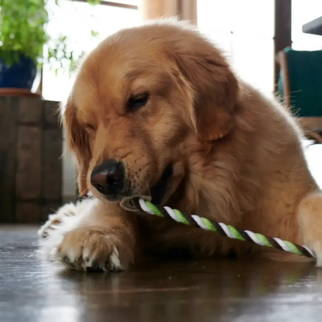 Buck Bone Organics Elk Antler Cotton Rope Chew Toy