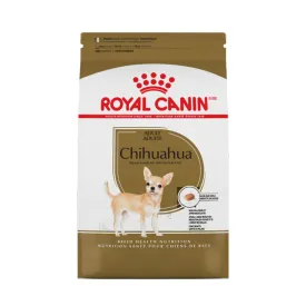 Chihuahua Adult