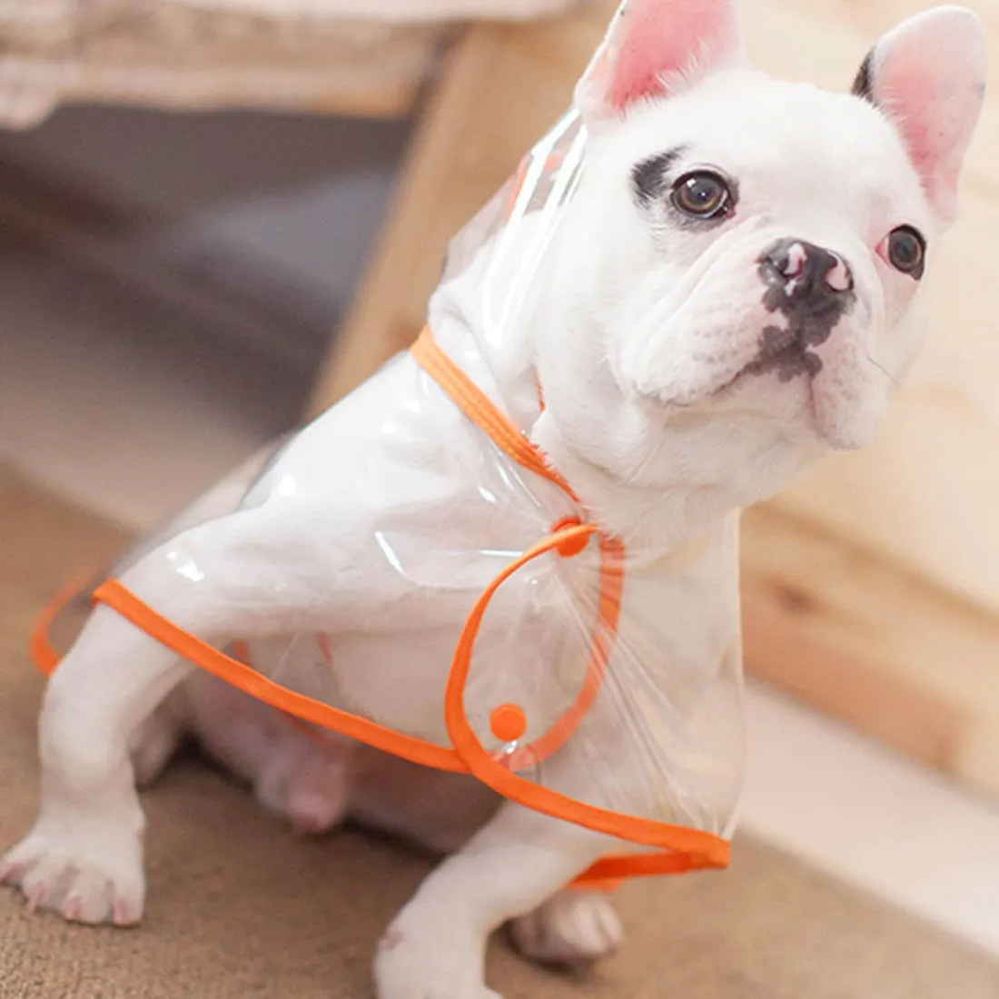 French Bulldog  Raincoat (CS3)