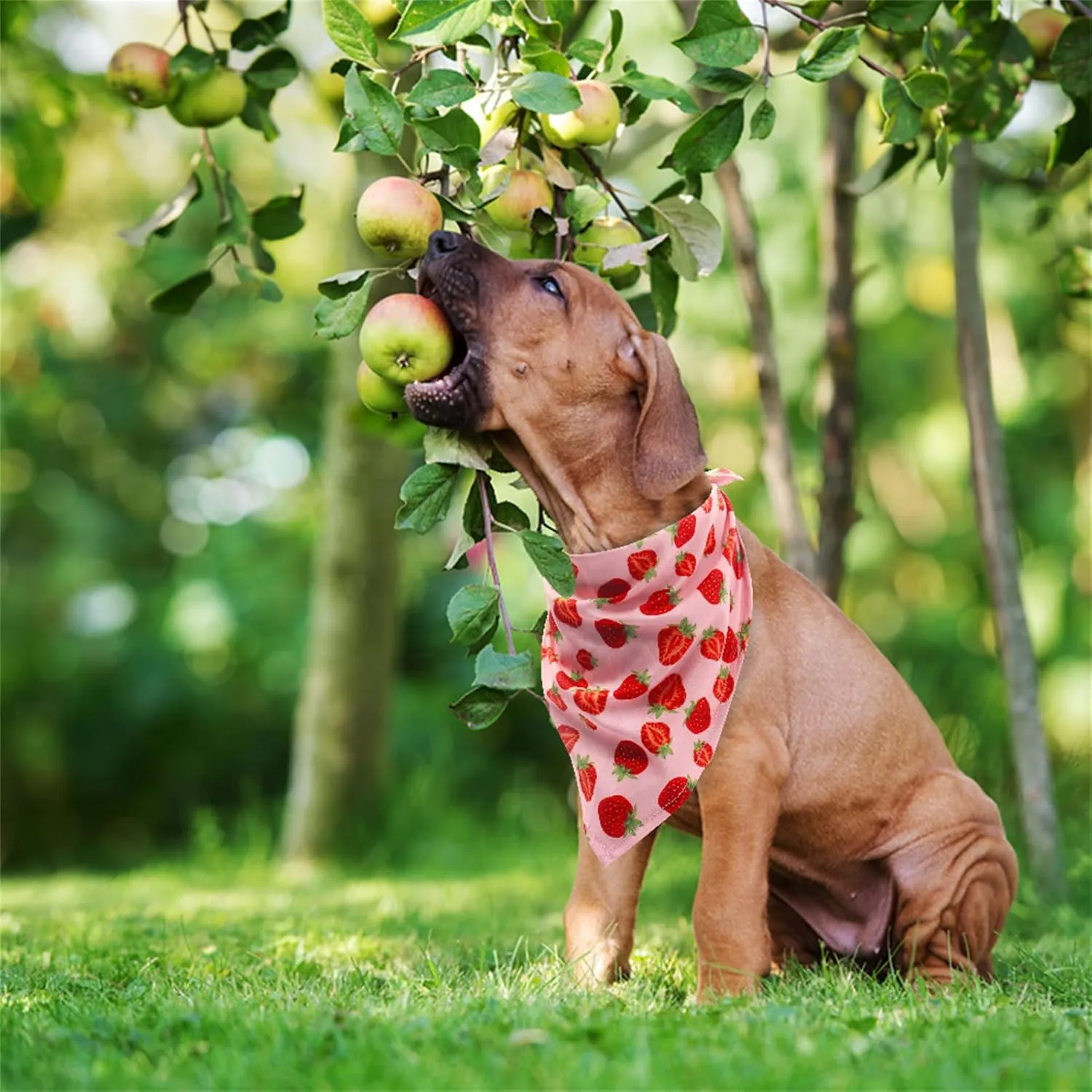 Hawaii Dog Bandanas 3 Pack - Cute Fruit Print Dog Summer Soft Triangle Scarf Bibs, Durable Pet Kerchiefs Accessories for Dogs Cats Spring, Ice Cream Strawberry Watermelon