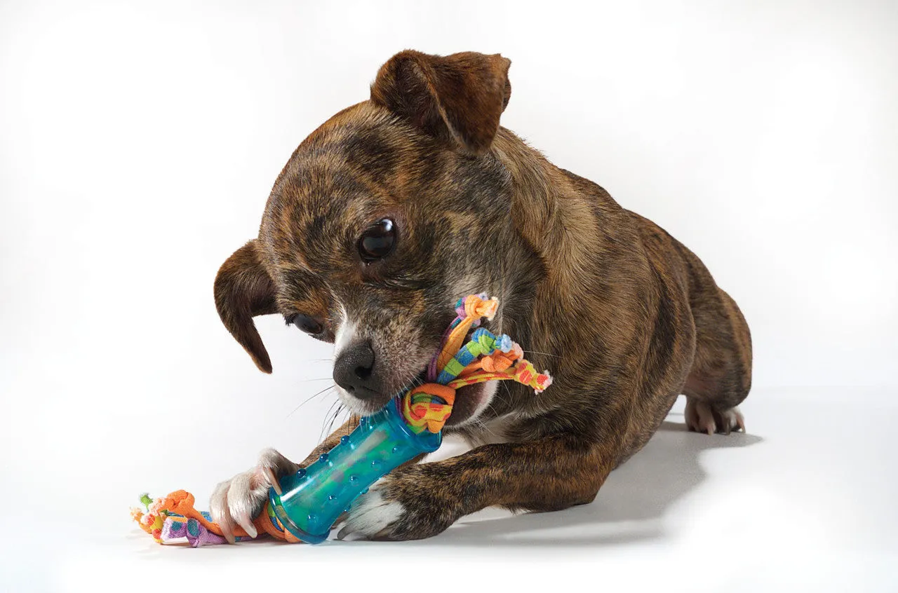 Outward Hound Mini Dental Chew Starter Pack - 3 Pack
